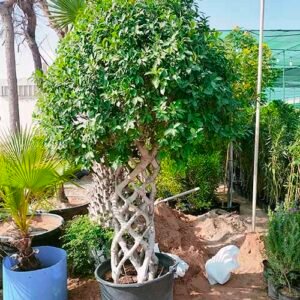 Ficus Panda Cage Shape